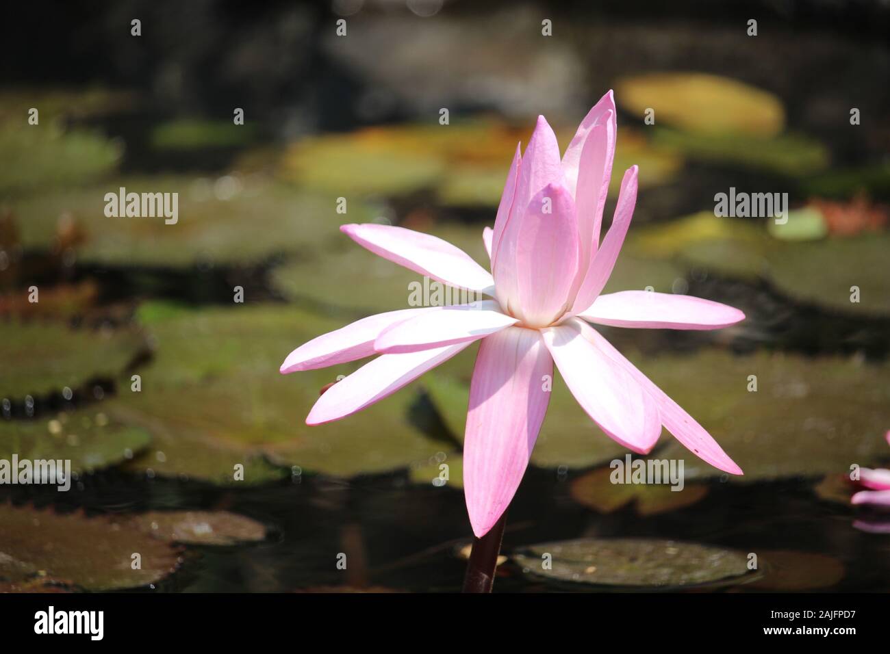 Pink lotus flower in bloom floats in fish pond near famous tourist spot Stock Photo