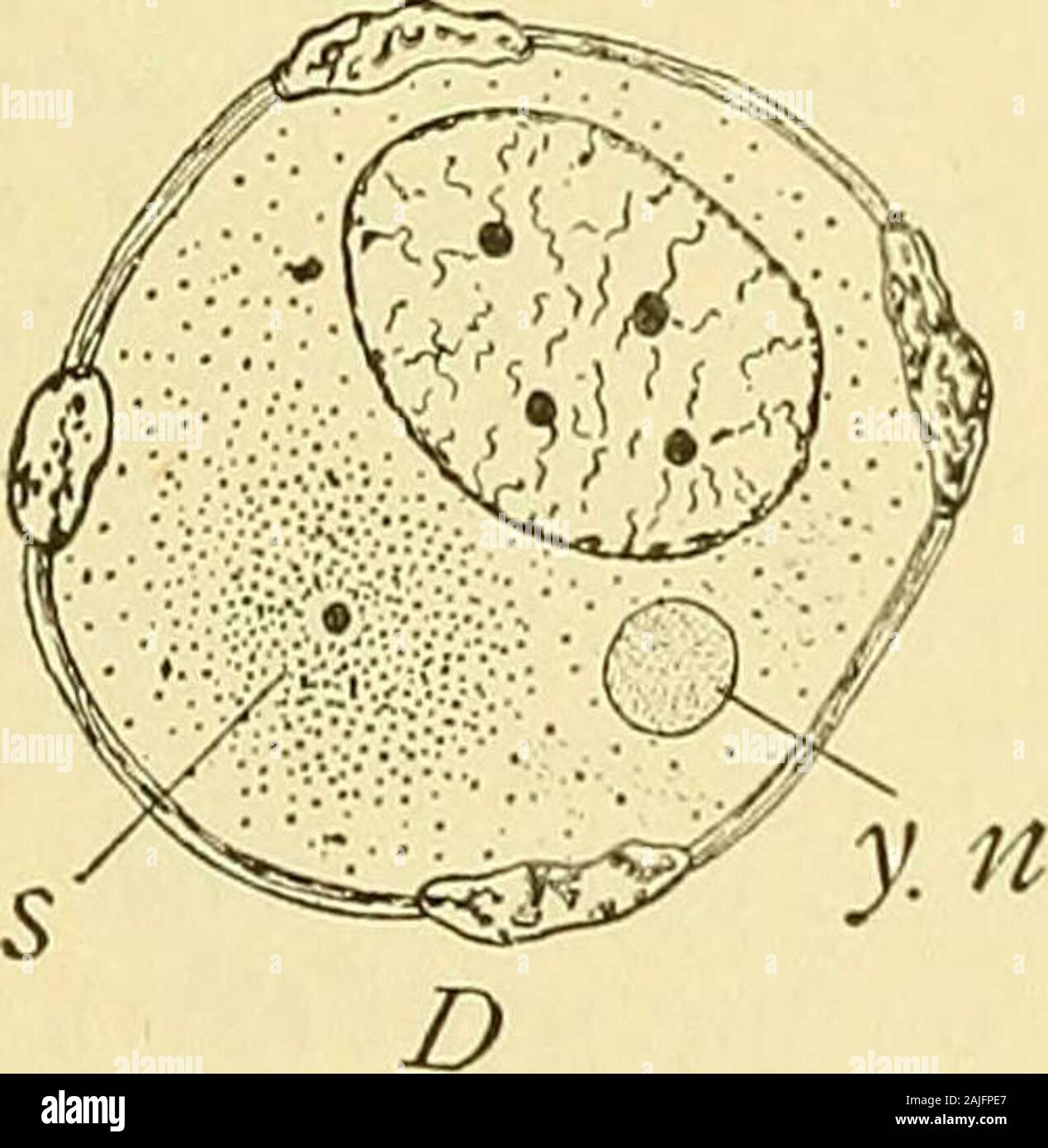 The cell in development and inheritance . B C Stock Photo - Alamy