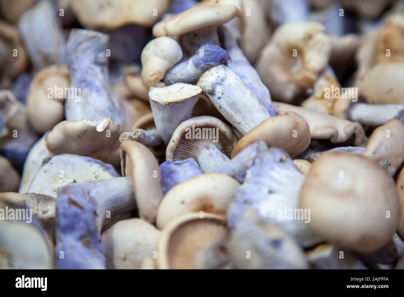 Pied Bleu Mushrooms at Borough Market in London , UK Stock Photo