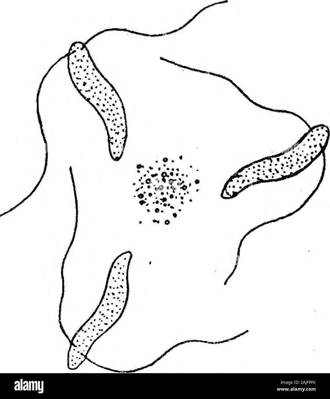 Observations on Coprozoic Flagellates: Together with a Suggestion as to the Significance of the Kinetonucleus in the Binucleata . 6 7 Text-fig. D.—Division in Sjnromonas angusta. (From sketches made at time of observation.) As regards the division of the nucleus, nothing could be made out during life.From stained preparations (figs. 63, 64), it is seen that the first nuclear division isunequal, a smaller portion (the first daughter-nucleus) being cut off from a largerpart. I have not yet found a stage in the act of nuclear division, but thisundoubtedly takes place very quickly, probably by a s Stock Photo