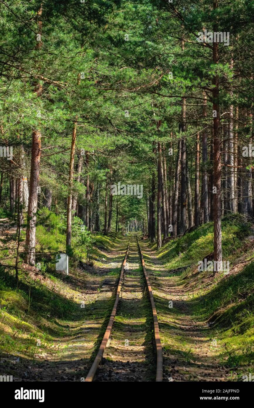 Empty narrow gauge railroad through the green pine forest Stock Photo