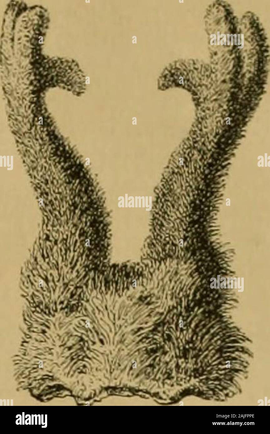 Humboldt; Monatsschrift für die gesamten Naturwissenschaften . grjcidinet bon X()- ^oarf. albis, per marginem ettres lineas digestis. 33ei meinen©jemptaren ift im ©omtner; iiiib SBiiiterflcibe bie^luienfeite be§ D^rei gleicf)ma|ig bef)aatt, unb csroiirbe barin eine roeitere SJnpaffung nn ba§ fciltere:^linia liegen, bie fic^ erft feit ^aUa^^ 3eiten PoUjogen^at. 58etNemorhoedusgoralim§imnIai)aiftbierei^en= roeife i8ef)aarung be§ O^rc^ nod) ootbanben, beiA. gutturosa im Serfd^ioinben begviffen.. Jig. 11. 6el)om ton C. pygargus. iladi ber Itatut flejeiinet »on Ift. Jioocl. 6. 2!er ^opf be§ mantfd} Stock Photo