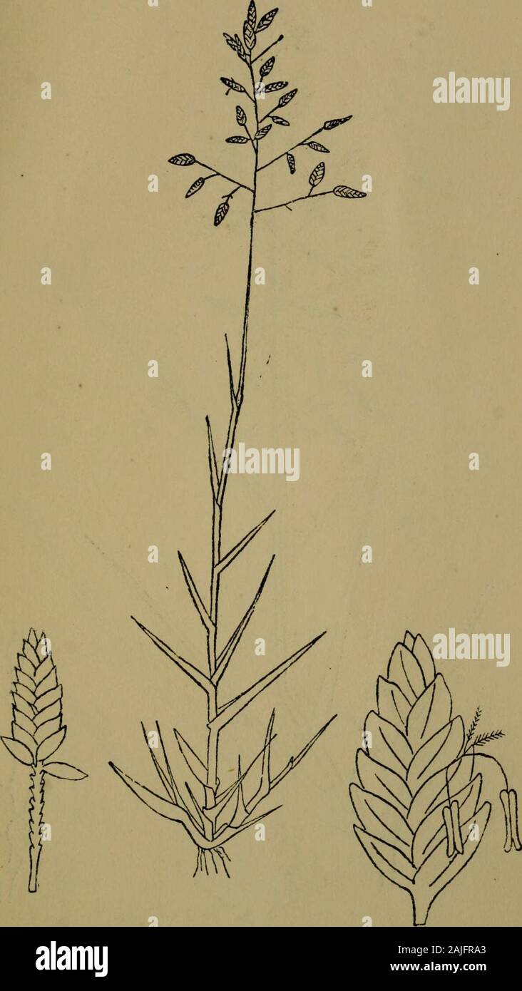The flora of the Nilgiri and Pulney Hill-tops . ERAGROSTIS AMABILIS IV. ^ A. GRAMINE/E 573. P. F. Fyson del, ERAGROSTIS WILLDENOVIANA Nees. 574 GRAMINE^ Stock Photo