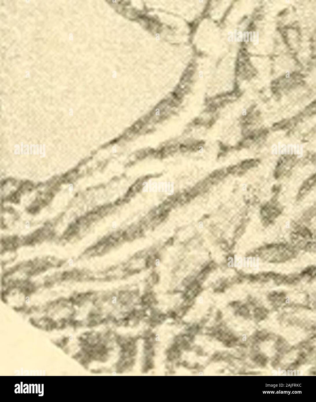 Redia . ?# n ^^s^i. Fig. 2. — Oospora Saceardìana. Micelio e conidi. da coltura in gelatina. (Dauna fotografìa). iSTella fìgura 2 (Tav. I.) sono appunto rappresentati frammenti dimicelio delle diverse dimensioni, disegnati con camera lucida adeguale ingrandimento. Quelli più sottili derivano da coltura in NITOVA MUCEDINEA DEL « CEROPLASTES RUSCl » 13 gelatina (10 7o) con aggiunta «li jMX-a .salda damido, quelli piùglossi da coltura in gelatina nutritiva, (6 7o)- Altre volte, particolarmente nei substrati succosi, si osservanonel decorso del micelio, e talora anche alla sua estremità, dei ri-go Stock Photo