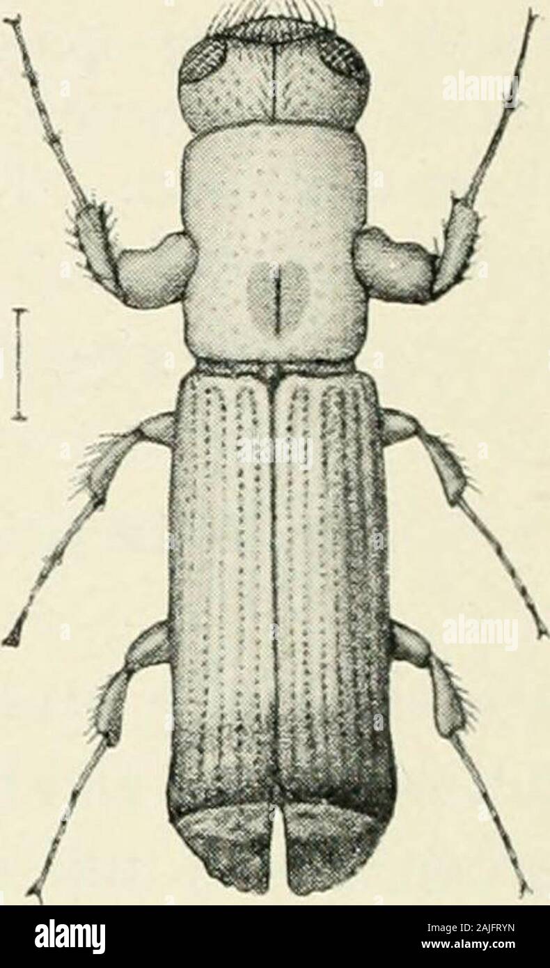 Punctate Insects Indian forest insects of economic importance Coleoptera . f head flat ...