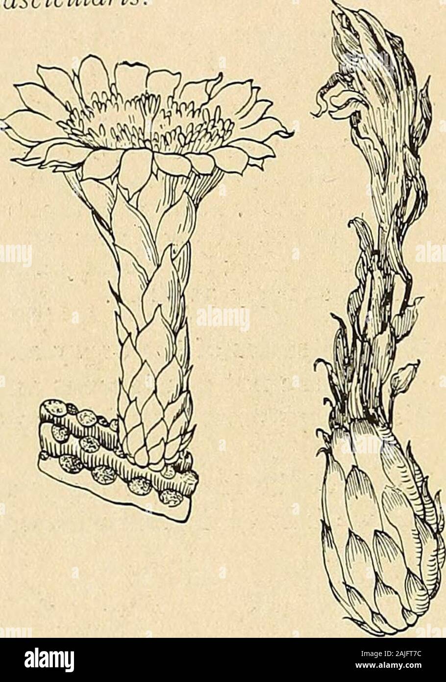 The Cactaceae : descriptions and illustrations of plants of the cactus family . pper 2 cm. long; style slender, 7 cm. long,cream-colored; stigma-lobes about 12, 4 to 5 mm. long, cream-colored; fruit said to be edible; seeds2 mm. broad. Type locality: On mountain slopes along the way from Tacna, Chile, to Arequipa, Peru,up to 9,000 feet (2,740 meters) altitude. Distribution: Southern Peru and northern Chile. The name, Cactus candelaris Meyen (Reise 2: 40. 1835), occurs in Meyens narrative,where he states that it was first found in the Cordilleras of Tacna (now in Chile) in isolatedexamples, con Stock Photo