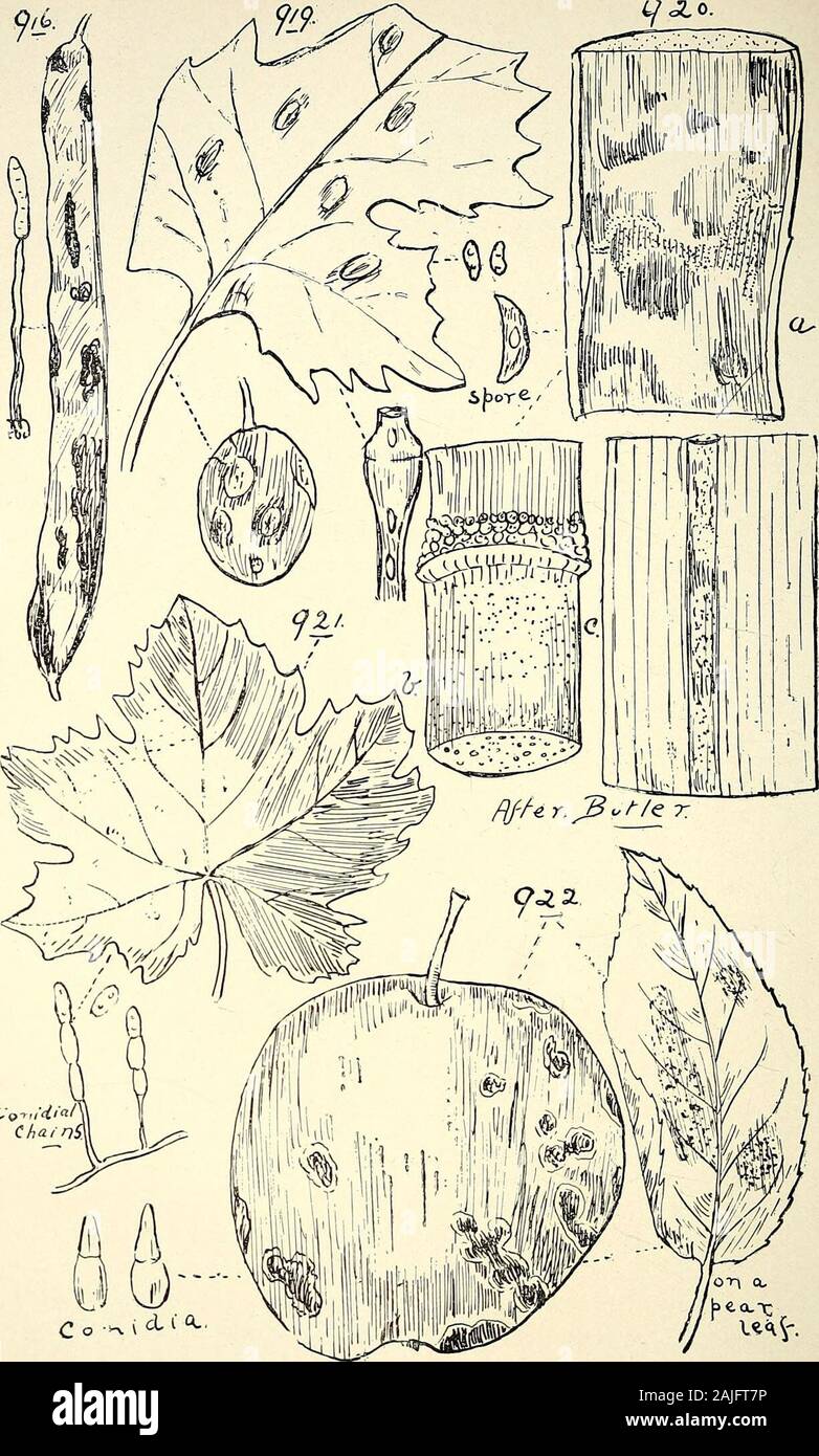 Comprehensive catalogue of Queensland plants, both indigenous and naturalised To which are added, where known, the aboriginal and other vernacular names; with numerous illustrations, and copious notes on the properties, features, &c., of the plants . , Berk, and Mull. nivea, Berk.—On wood.Bactridium, Kunse. flavum, Kunse.—On wood.Fusarium, Link. cucurbitarieae (Pat.), Sacc.—On Cucumbers, Bowen district{Try on). rubicolor, Berk, and Br.—On leaf-galls of Eucalyptus. heterosporum, Link.—On Wheat-ear. (Fig. 927.) decipiens, Cke. and Mass.—On leaves of Fiats aspera. elongatum, Cke.—On branches of C Stock Photo