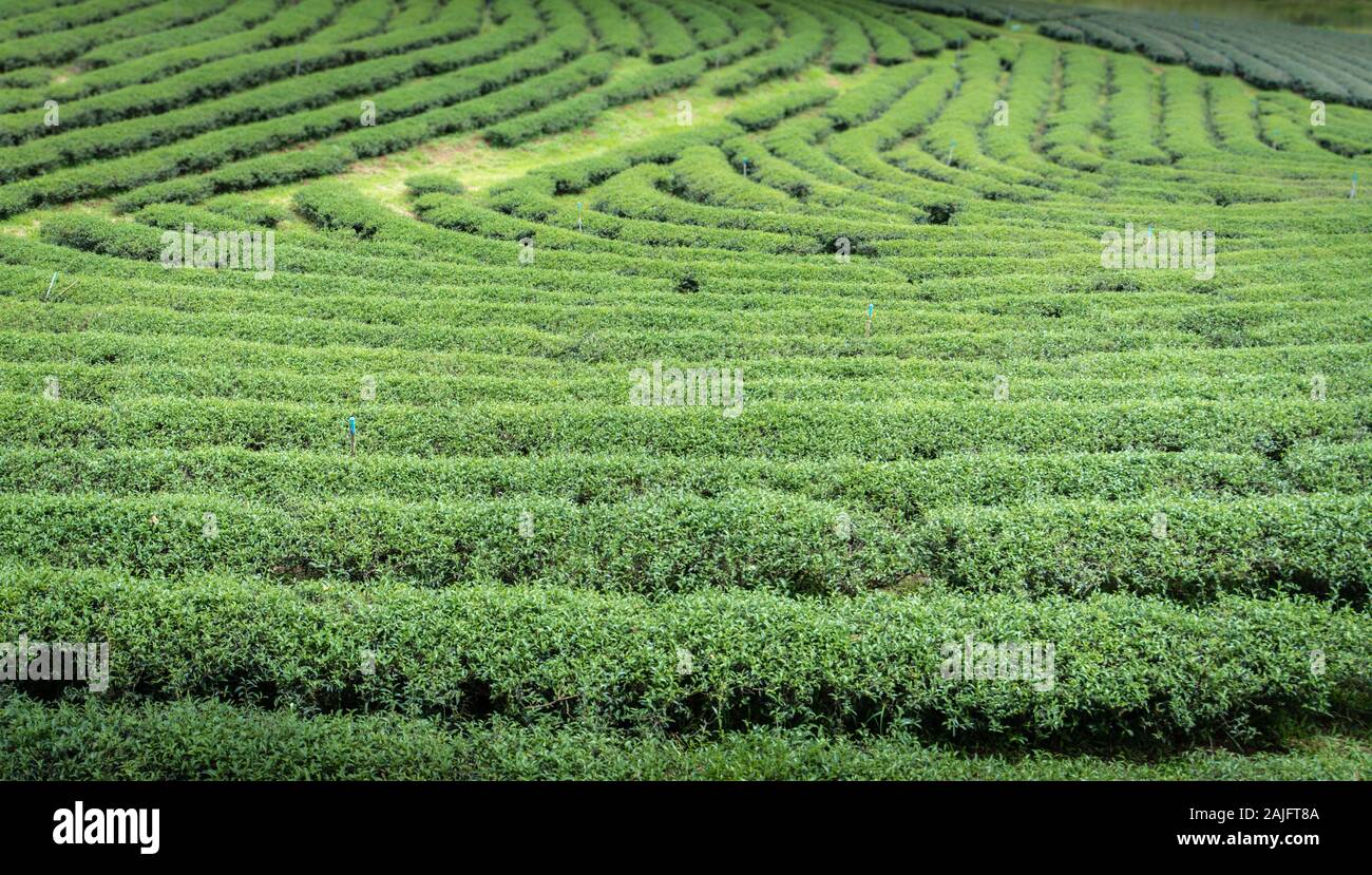 Doi Mae Salong, Chiang Rai, Thailand: Green field with curved rows of tea plants. Tea plantation in the North of Thailand is a tourist attraction Stock Photo