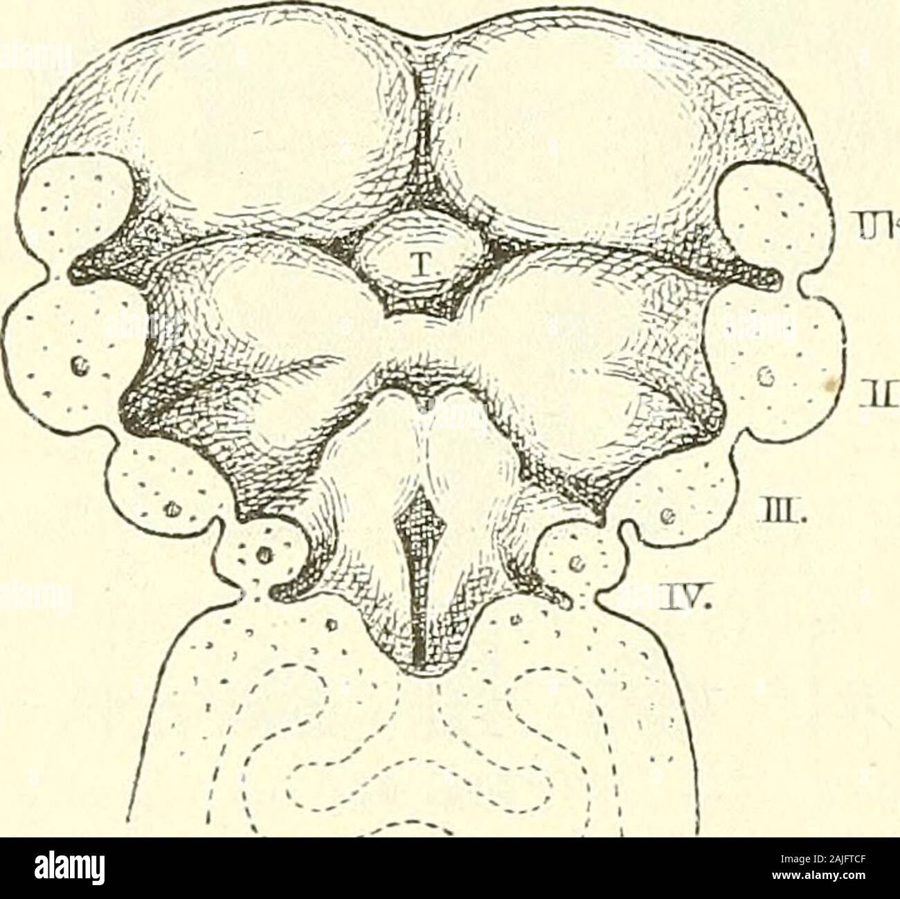 Anatomie menschlicher Embryonen . h abwärts blindendigt (Taf. XIÜ Eig. 3). Die Höhle (auf Fig. 43 punktirt ange-geben) ist die Anlage für das Mittelstück der Schild-drüse. Die medialen Enden der dritten Schlundbogen treten in schrägerEichtung nach oben hin. So treffen sie nicht allein unter einanderzusammen, sondern sie begegnen auch den darüber liegenden Wül-sten des zweiten Paares und verwachsen mit ihnen sehr bald.Hierdurch entsteht eine gemeinsame Leiste von der Gestalt einesschrägen Kreuzes, die Anlage der Zungenwurzel. Das Mittel-stück der Leiste ist am schmälsten und es ist in den Kaum Stock Photo