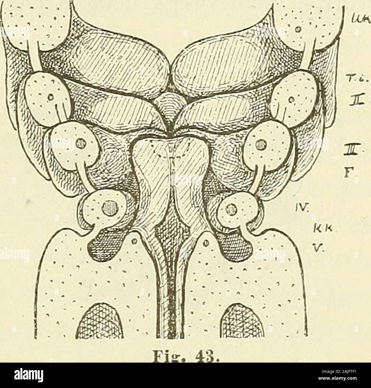 Anatomie menschlicher Embryonen . n diesemGefäss, das bei Embryo BB kaum in seinen ersten Anlagen besteht,wird späterhin nochmals die Rede sein. Bildung der Zuiigenanlage, der mittleren Seliilddrüseii-aiilage und des Kehlkopfeinganges. Die übersichtliche Gestaltung der Stufe von BB giebt den natür-lichen Ausgangspunkt für die Betrachtung der weiteren Entwicke-lungsverhältnisse. Das Gebiet, wie es zur Zeit vorliegt, umfasst dieAnlagen für Unterkiefer, Zunge und Kehlkopfgebiet und diejenigen derSchilddrüse, Als allgemeinen Gestaltungsvorgang haben wir schonin einem früheren Capitel die successiv Stock Photo