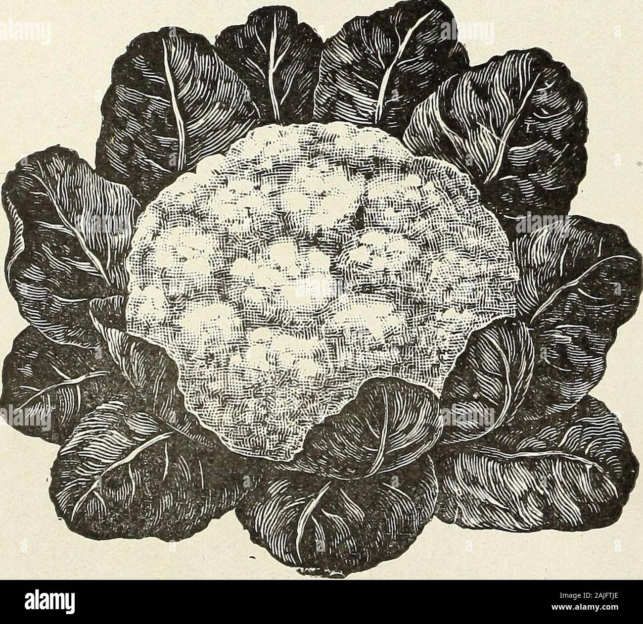 Schultz's seeds : 1913 . rs FailHendersons Snowball Cauliflower is ...