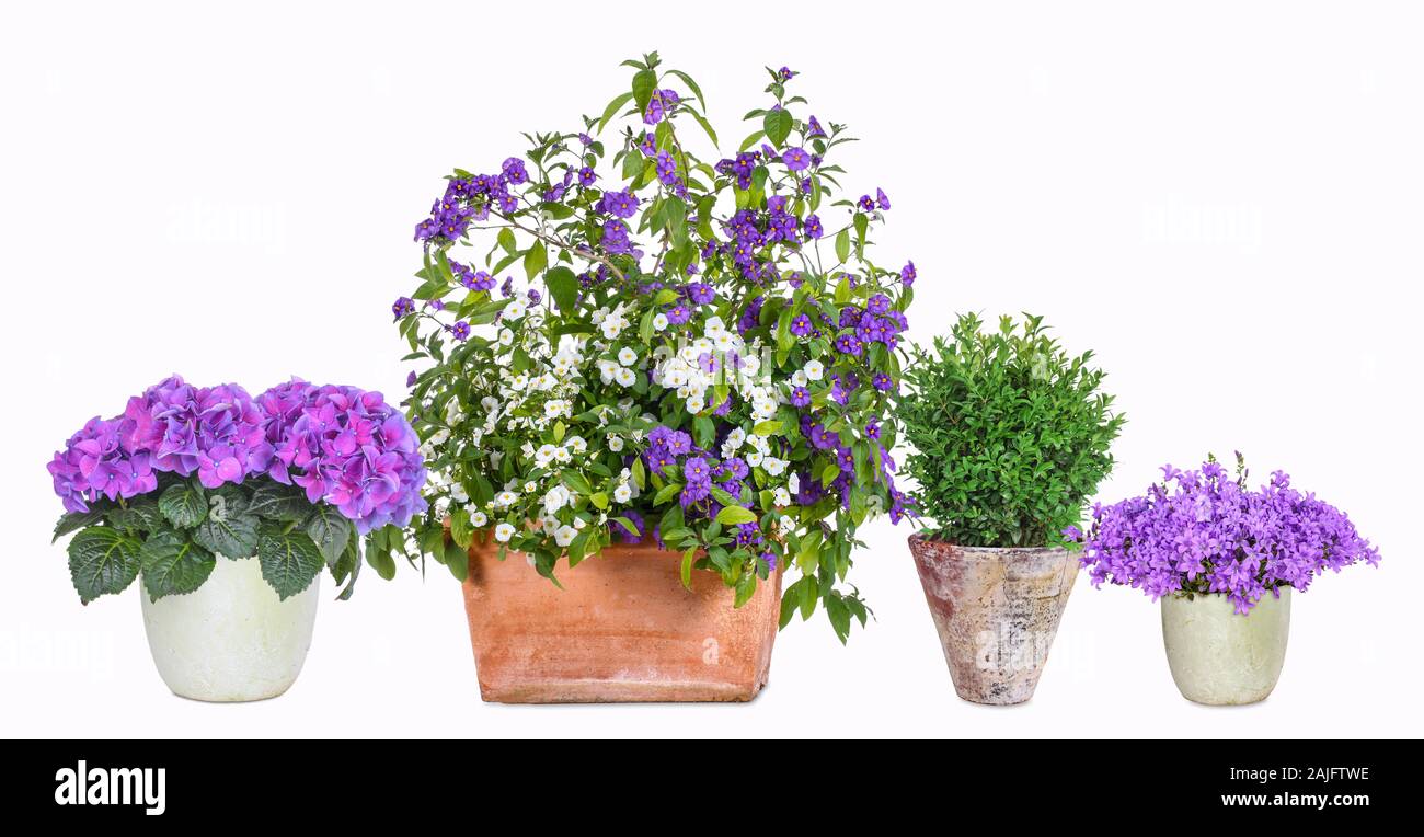 Different flower pots, isolated Stock Photo