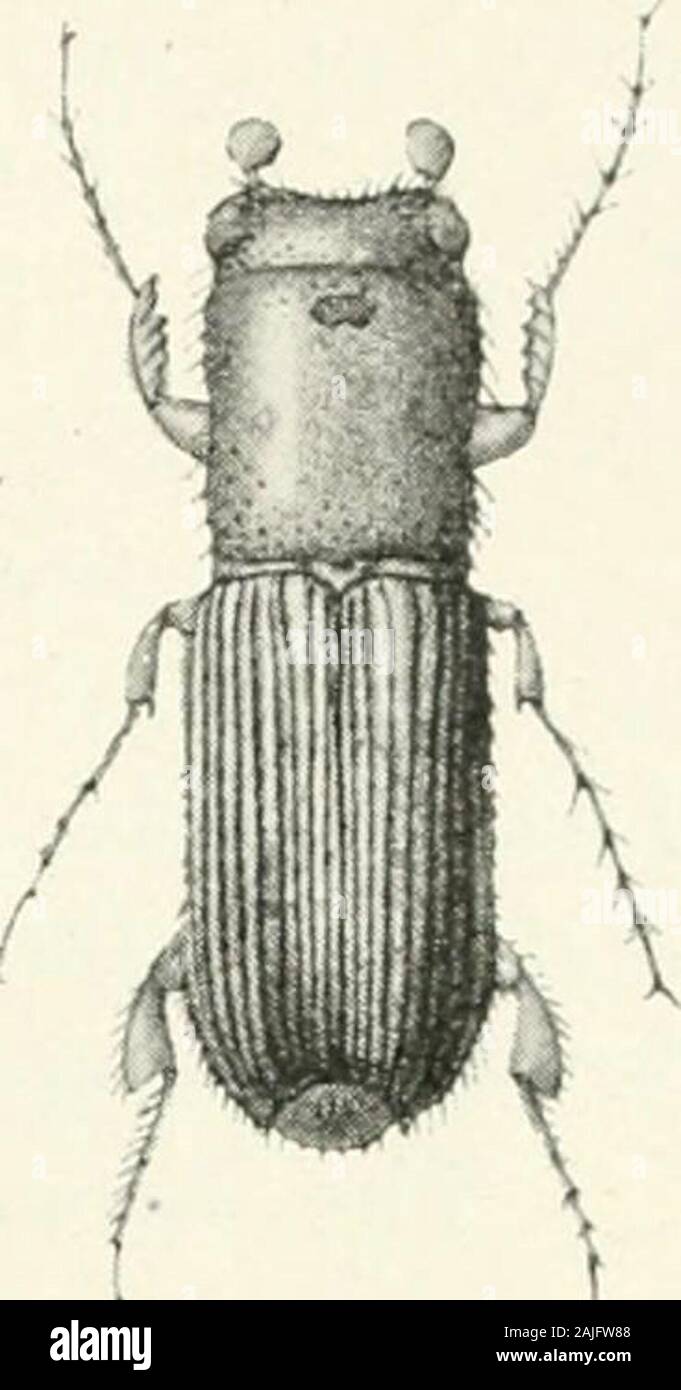 Punctate Insects Striate area hi-res stock photography and images - Alamy
