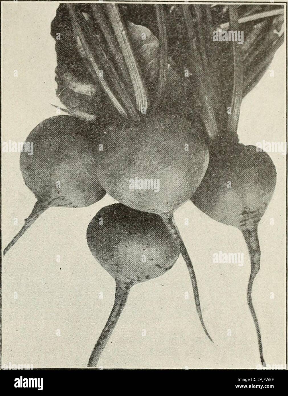 Schultz's seeds : 1913 . in the beets aspulled, but after they have been cooked.They are also more spherical than the extraearly flat Egyptian, and I know of no betterquality. One of the best for planting earlyout of doors. It becomes fit for use soonerthan anr other variety, and is equally suitedfor forcing in hot beds or for transplanting.Price, packet, 5c; oz., 10c; Y lb., 35c; lb.,$1.00. Extra Early Eclipse Very earl&gt;r- h*nf J r some, smooth, dark,round-shaped Beet. Small top and of ex-cellent table qualities. Makes an attractiveseller in market. Packet, 5c; oz., 10c; Yalb., 30c; lb., Stock Photo