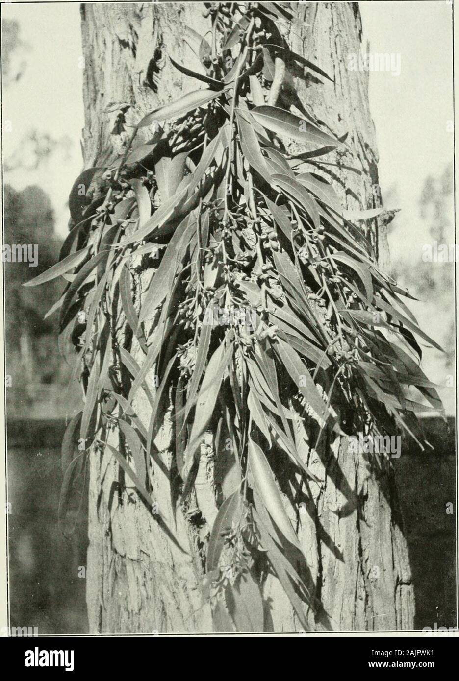 Eucalypts cultivated in the United States . Eucalyptus amygdalina. 3ui. 35, Bureau of Forestry, U. S Dept. of Agriculture. Plate LI.. Eucalyptus botryoiues. Bui. 35, Bureau of Forestry, U. S- Dept. of Agriculture. Stock Photo