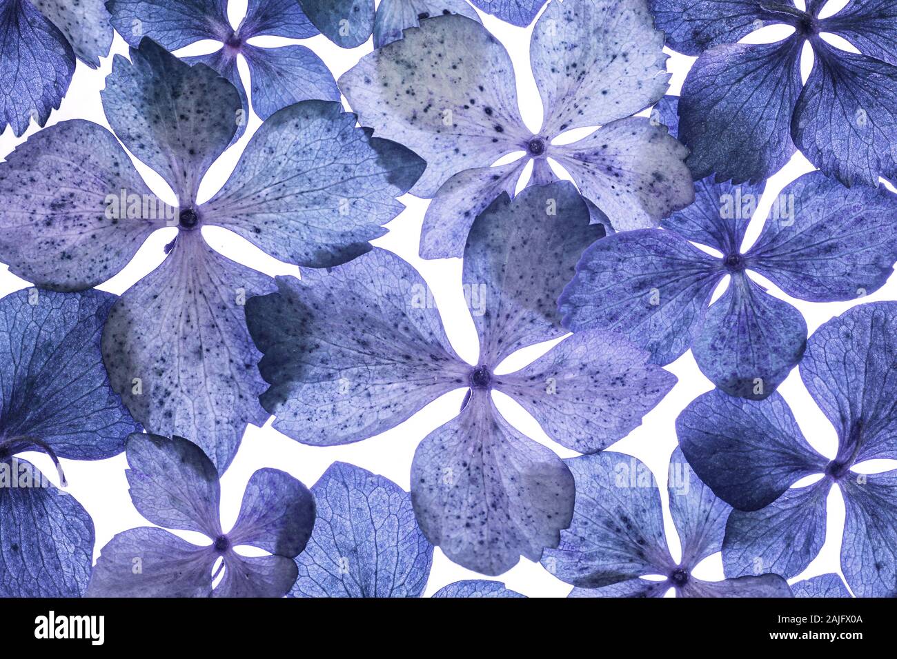 Background with blue hydrangea Stock Photo - Alamy