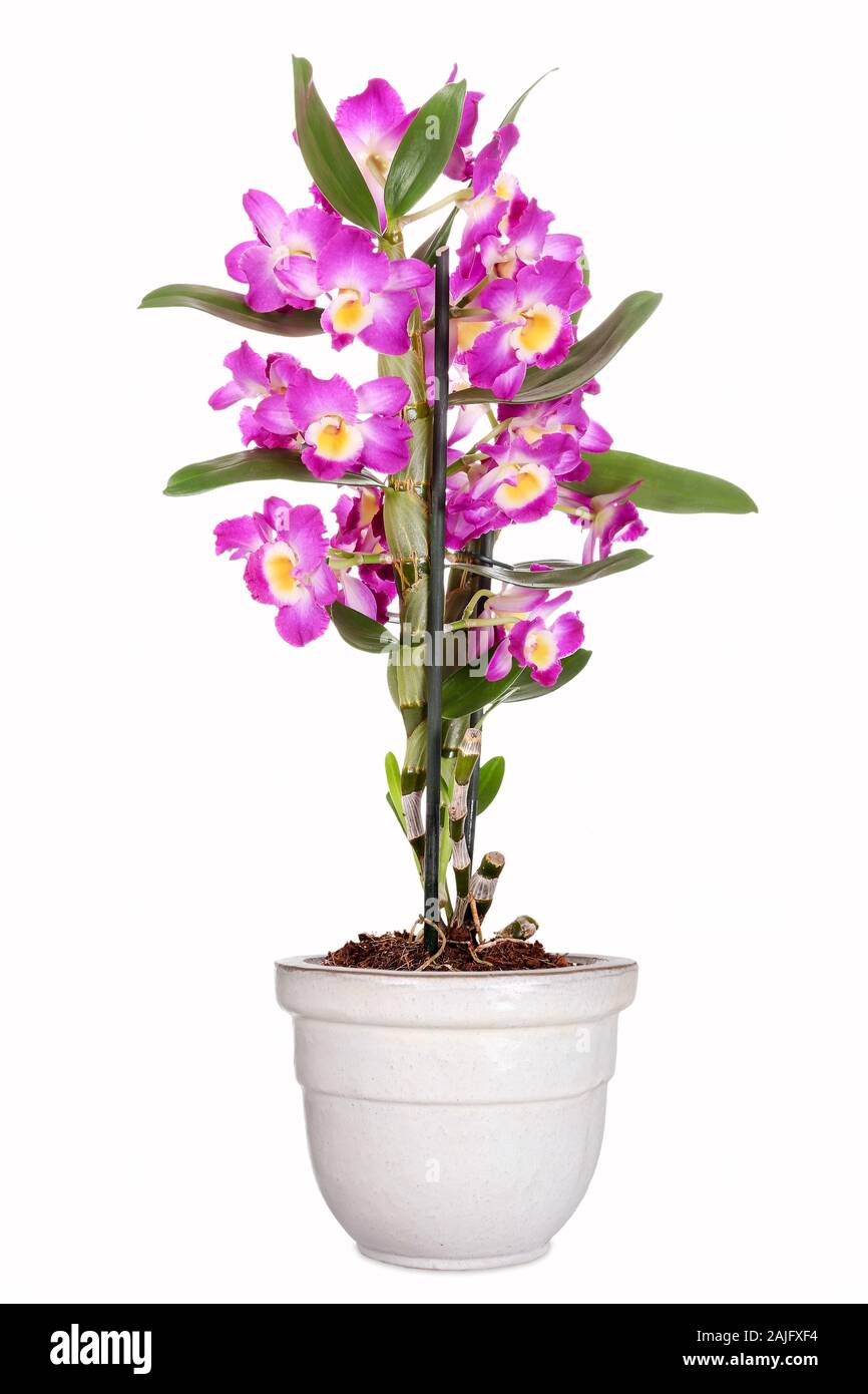 Potted Dendrobium orchid, isolated Stock Photo