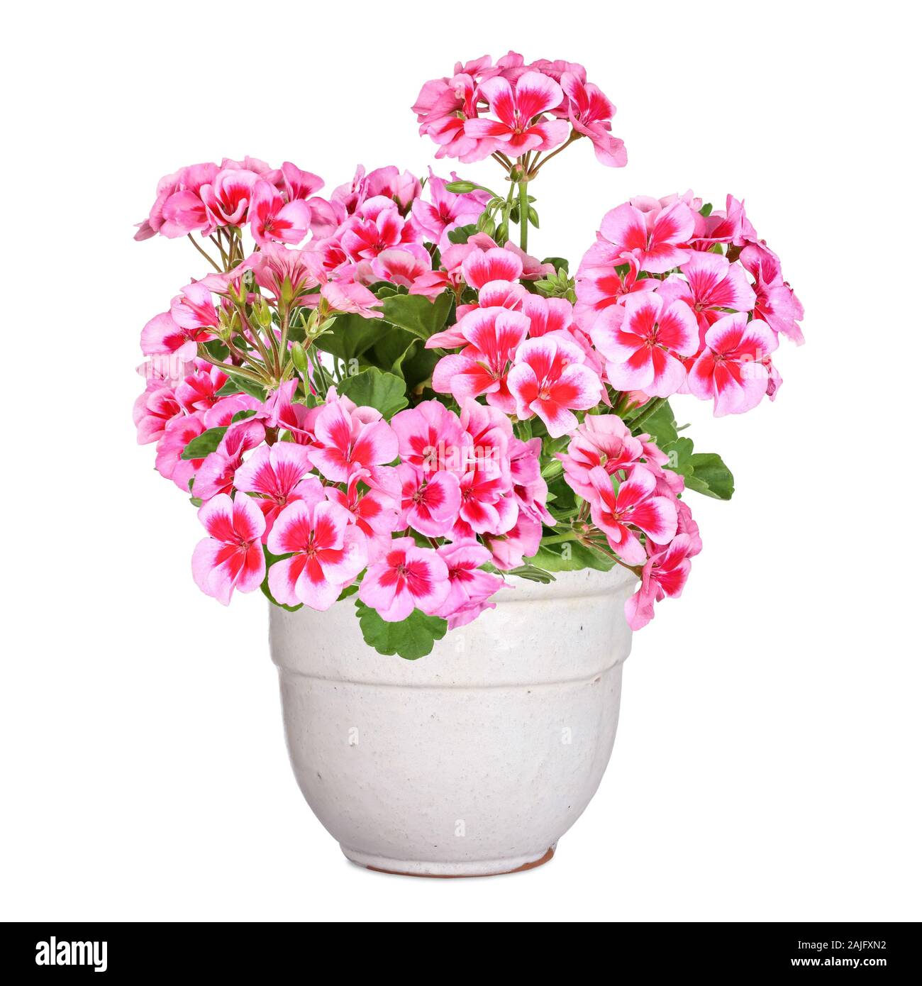 Pink-red blooming geranium in flowerpot Stock Photo