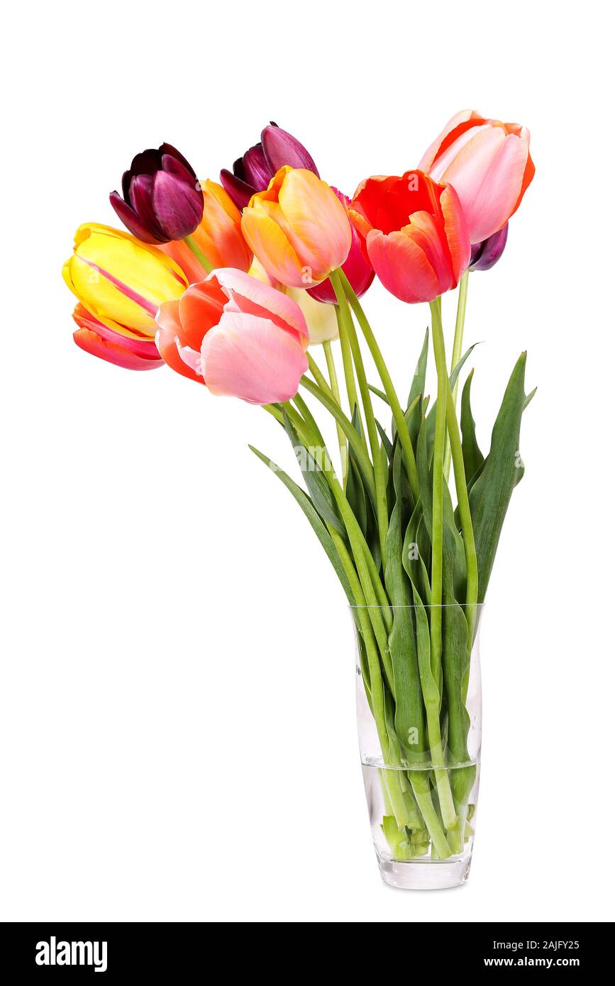 Colorful tulips in the glass vase, isolated Stock Photo