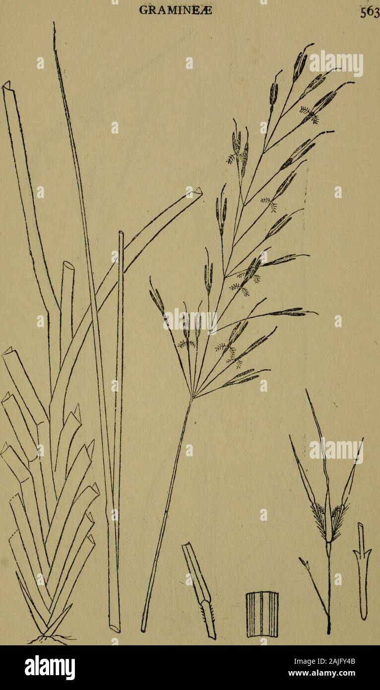 The flora of the Nilgiri and Pulney Hill-tops . 1/ AP. F, Fyson del. ISCH^MUM CILIARE Retz. GRAMINEiE. P. F. Fyson del. CHRYSOPOGON ZEYLANICUS Thw, 5#4 GRAMINEiE, Stock Photo