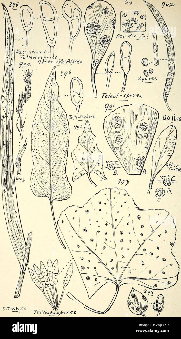 Comprehensive catalogue of Queensland plants, both indigenous and naturalised To which are added, where known, the aboriginal and other vernacular names; with numerous illustrations, and copious notes on the properties, features, &c., of the plants . inoides.(Fig. 912.)Actinothecium, Ces. Scortechinii, Sacc. and Berl.-—On leaves of Smilax.Melophia, Sacc. AYoodsiana, Sacc. and Berl.—On the phyllodia of Acacia har-pophylla. Family Melanconi/EI.Hainesia, Ell. et Sacc. aurantiaca, Mass.—On fruit of Endiandra insignis. (Fig  9I3-)Glceosporium, Mont. intermedium, Sacc.—On leaves of Hoy a austral is. Stock Photo