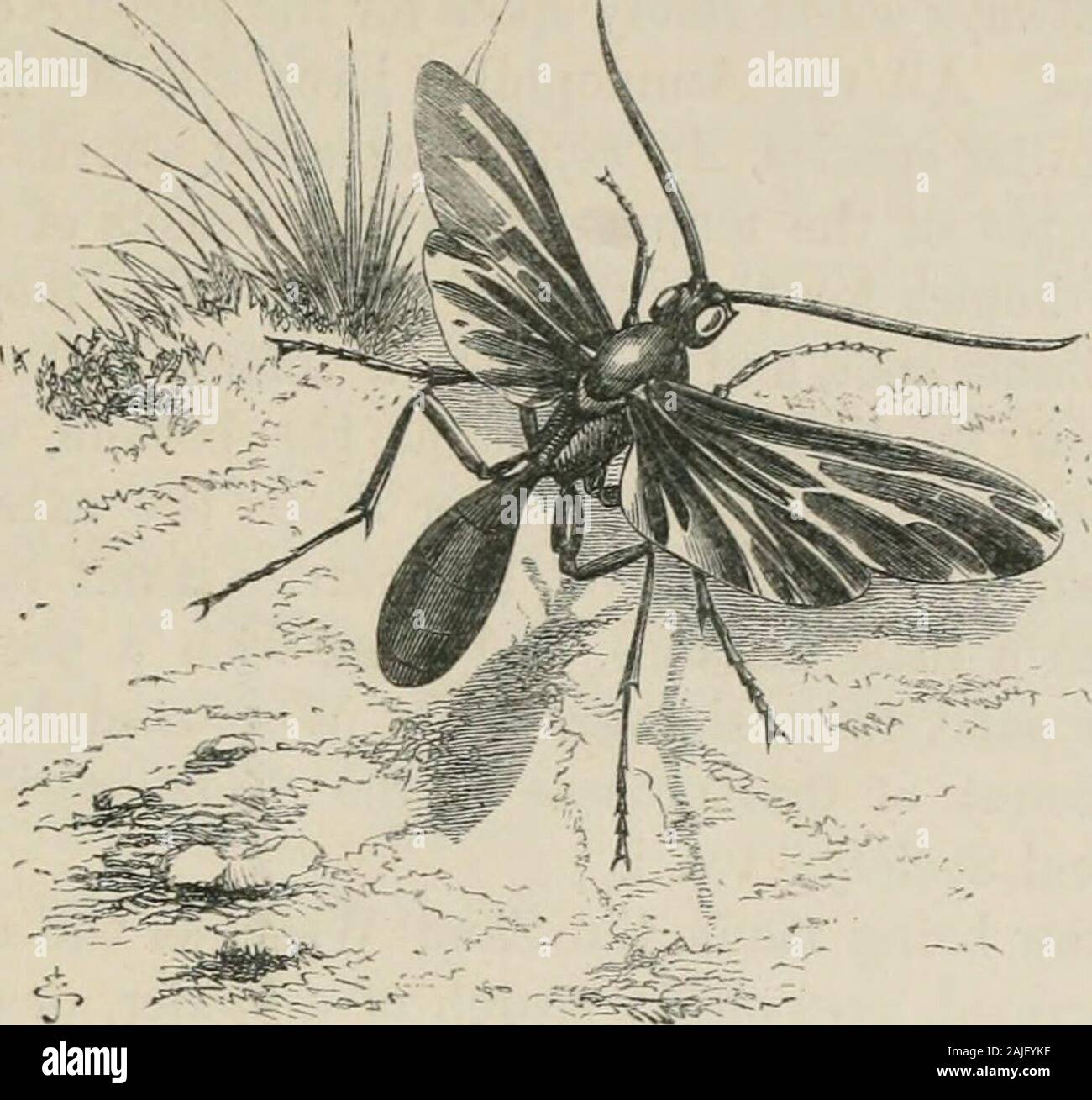 Insects abroad : being a popular account of foreign insects, their ...