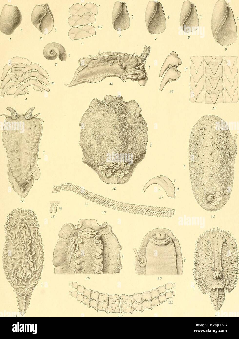 Svenska vetenskapsakademien handlingar . .The same, part of the radula. -p. Fig. 16. Fig. 17. Fig. 18. Fig. 19. Fig. 20. Fig. 21. Fig. 22. Fig. 23. K. SVENSKA VETENSKAPSAKADEMIENS HANDLINGAR BAND 41 N;o 4. Pl.I. 21 Cr. Liljevall del Ljustryck ]. Cederquist Sthlm. PLATE II. Figs. 1—27 116 NILS ODHNER, NORTHERN AND ARCTIC INVERTEBRATES. III. OPISTHOBKANCHIA ETC. ¥ig. 1. Fig. ?2. Fig. 3. Fig. 4. Fig. 5. Fig. 6. Fig. 7. Fig. 8 (13 a) Fig. 9 (30). Fig. 10. Fig. 11. Fig. 12 (16). Fig. 13 (16a) Fig. 14 (16 b) Fig. 15. Fig. 16 (26). Fig. 17 (44). Fig. 18 (31). Fig. 19 (21). Fig. 20 (48 a) Fig. 21 (52) Stock Photo