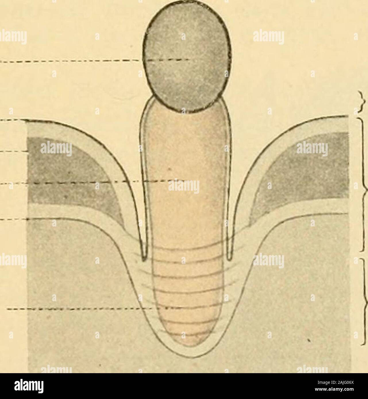 Die männlichen Geschlechtsorgane . in Ende im Hoden selbst fände. Das Ligamentum genitoinguinale tritt in innige Beziehung zu einerAusstülpung des Peritoneums, dem Scbeidenfortsatz, Processusvaginalis peritonei. und verbindet sich innig mit seiner Wand. AufQuerschnitten erscheint es als ein zapfen- oder kolbenförmiger Auswuchsder Wand dieses Processus, dessen peritoneale Auskleidung auch dasLigament überzieht und dessen Gekröse „Mesorchiagogos (Seiler) bildet(Fig. 234). Am Ligamentum genitoinguinale sind drei Abschnitte zu unter-scheiden (Fr AN KL): ein oberer, Pars abdominalis, ein mittlerer, Stock Photo