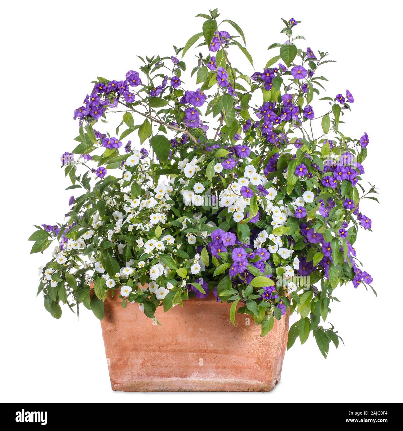 Flowerpot with white and purple Solanum rantonnetii Stock Photo