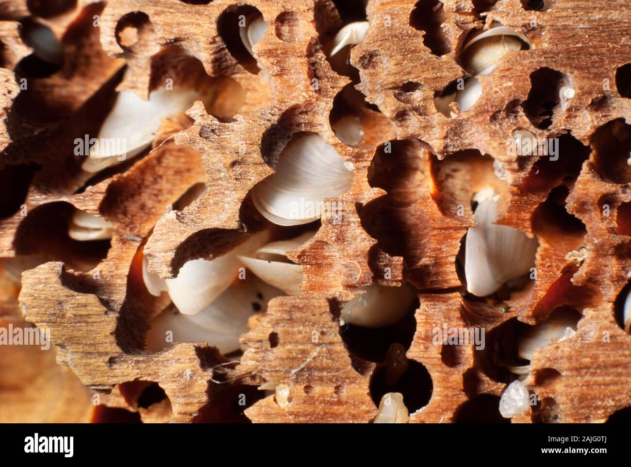 Boring Bivalves Martesia Striata In Holed Wood Malaysia Stock Photo Alamy