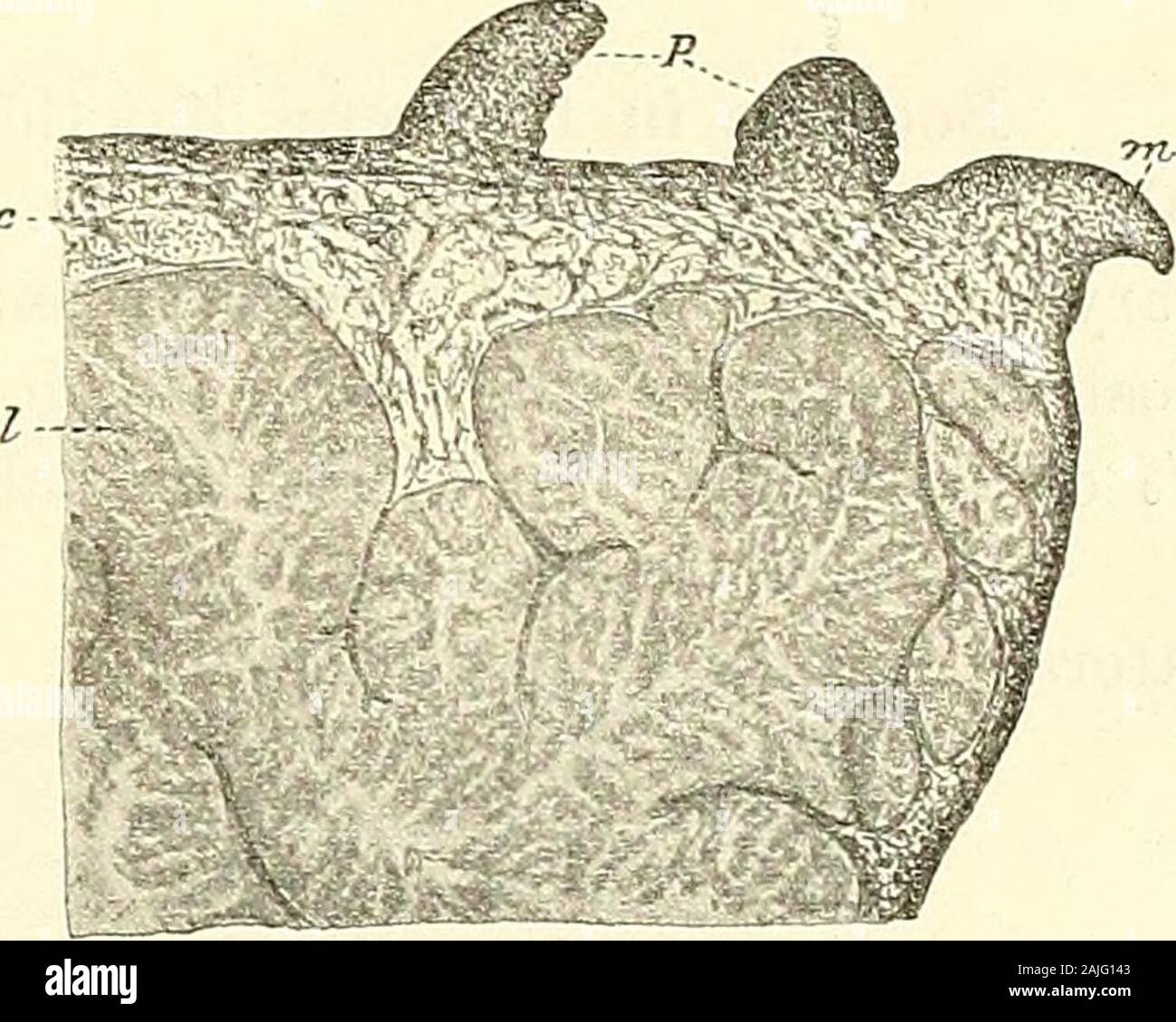 Svenska vetenskapsakademien handlingar . behind themiddle of the right side; the lips are not pro-jecting; the jaws are furnished with a denticu-lated process, and the teeth of the radula areserrated (lam. med. with 9 denticles on eacli side).The liver, furthermore, is enclosed in the papil-lae. These differences were observed by Bergh, of the body of Goniieolis lobata (ef. Plate I but he supposes that Särs examination may have £ti^tis^eyTl!5r. ?? been imperfect and that it may be possible toidentify the species. It is consequently evident that Berghs species is a different one from M. Särs,an Stock Photo