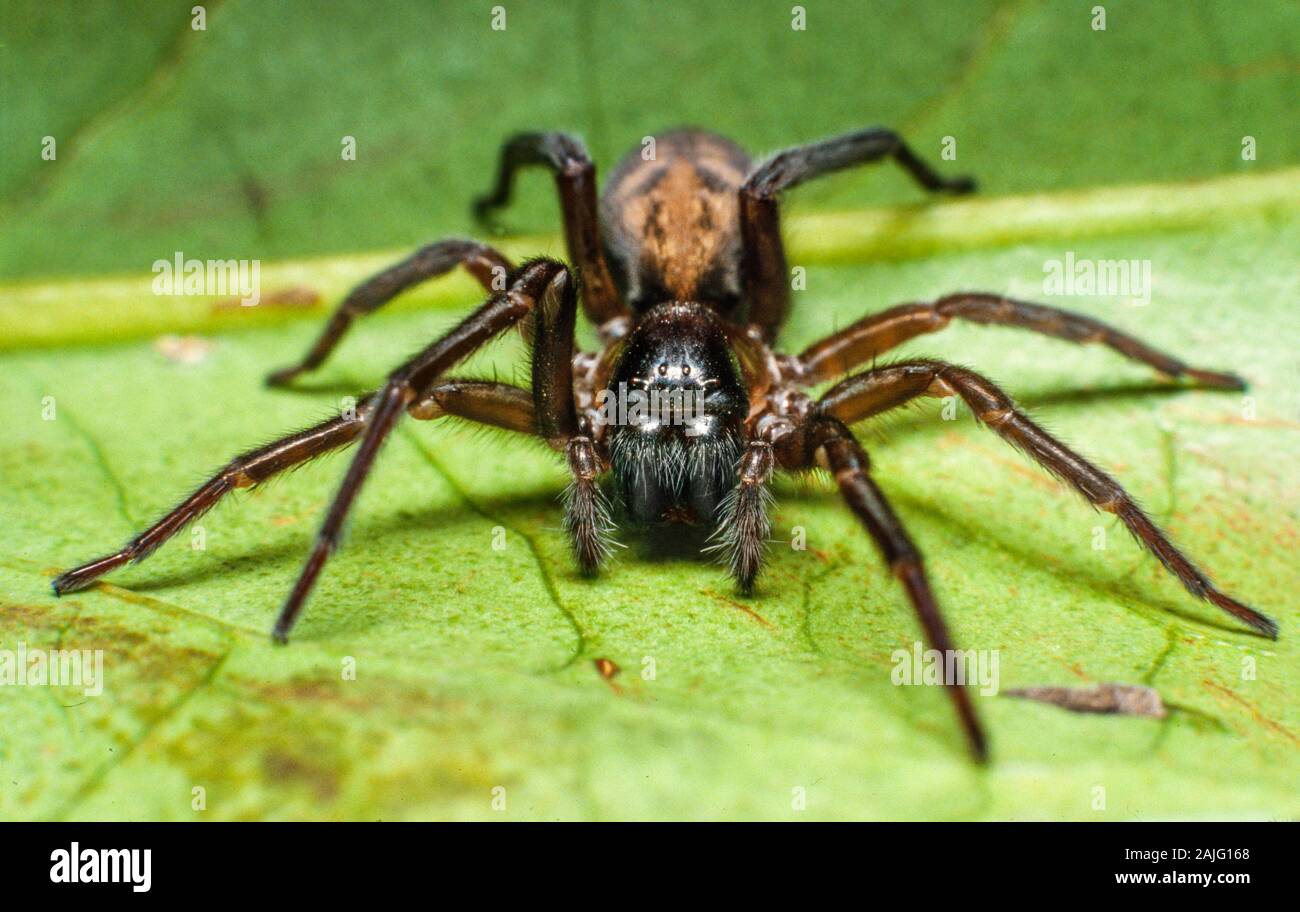 Black wall spider, Amaurobius similis Stock Photo