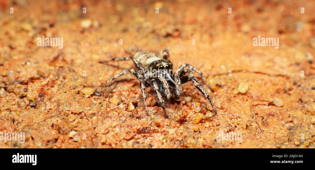 Zebra spider, Salticus scenicus Stock Photo