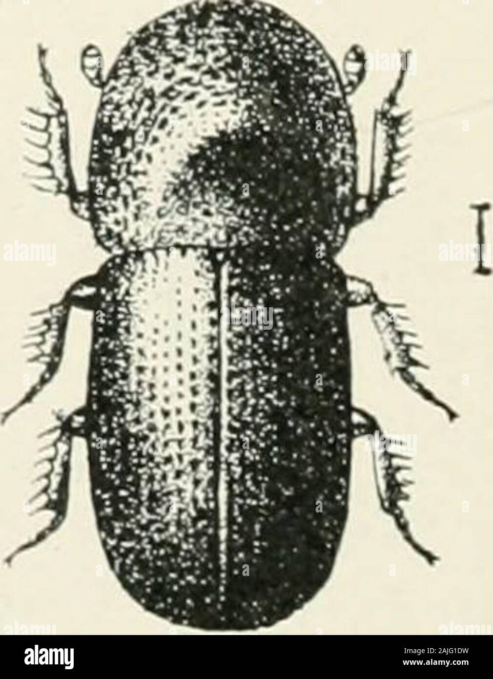 Indian forest insects of economic importance Coleoptera . FIG. 378. Xyleborus noxius, Samps., sp. nov., in Dal- bcrgia ciiltrata. Salween River, Tenasserim. FIG. 379. Xyleborus no.rius, Samps., in pyinkadu. Tenasserim. FIG. 380. XvlcborusSamps., in teak.Nilumbur, SouthMalabar. Scutellum round, large, smooth. Elytra about as wide as thorax at base, not halfagain ; punctate, the punctures circular, shallow, rather large, the interspaces smooth, FAMILY SCOLYTIDAE 599 with a very fine row of small punctures down them ; declivity only moderately abrupt, striate-punctate, with a moderately dense cov Stock Photo