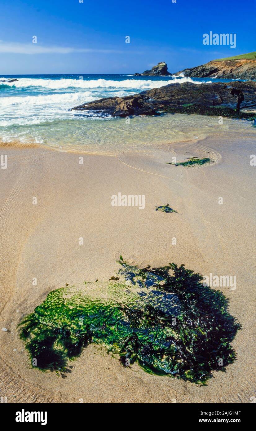 Clean sandy beach, West coast Scotland, UK. Seaweed covered rocks, Cladophora rupestris, surf crashing in background Stock Photo