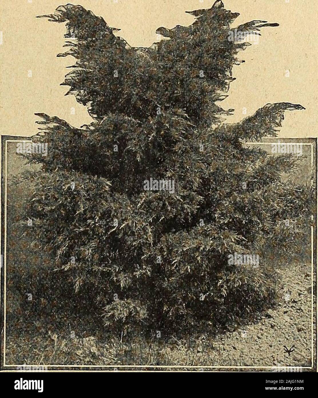 Vaughan's seed store . with golden bronzefoliage; particularly attractive in winter, when thegolden bronze of the young growth is contrastedwith the dark green of the older. 3 ft., $3.00; 4 ft., $4.00 each. By this means you get immediate results, which otherwise JUNIPERS—Continued Virginiana Glauca. (Blue Virginia Cedar). A vigorousgrowing variety, with foliage of silvery tinge, compactand conical in form. Makes a fine tree. 2 ft., $2.00; 3 ft., $3.00 each. Virginiana Schottii. Bes.t of all the upright greenJunipers; fine pyramidal form with foliage of apeculiar bright green. 2V2 ft., $2.50; Stock Photo