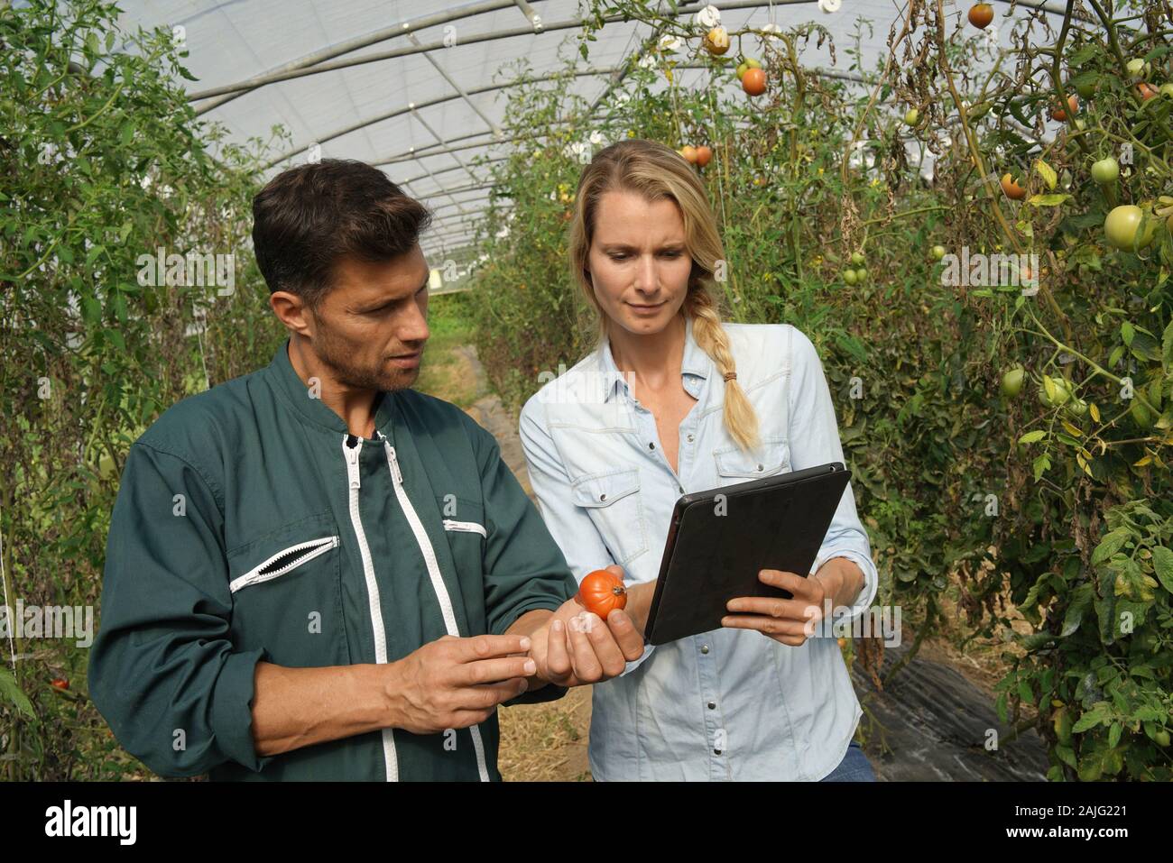 Farmer with agronomist in greenhouse using digital tablet Stock Photo
