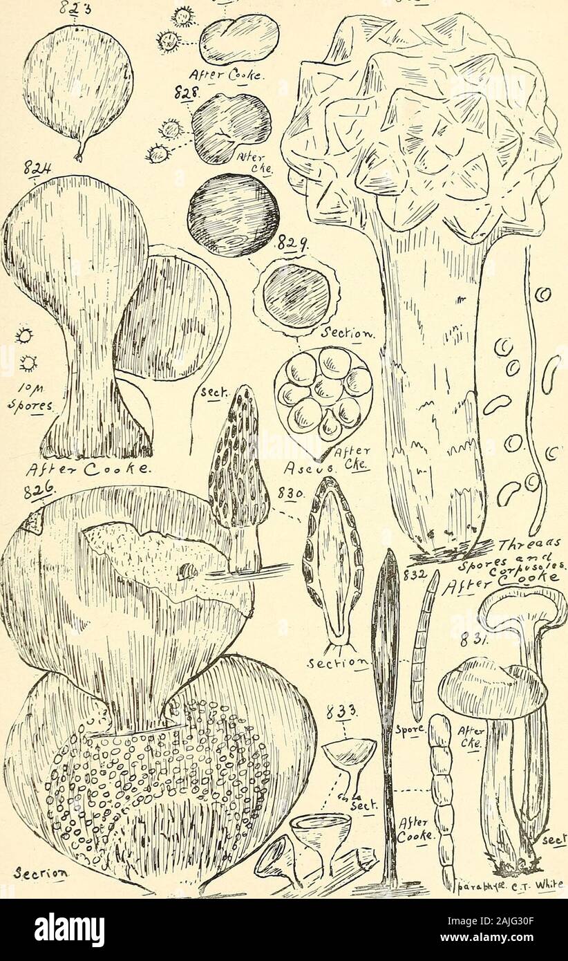 Comprehensive catalogue of Queensland plants, both indigenous and naturalised To which are added, where known, the aboriginal and other vernacular names; with numerous illustrations, and copious notes on the properties, features, &c., of the plants . or-deaux paste, as used in South Australia with such goodeffect. (Fig. 845.) C.—HYSTERIACEM. Ailographum, Lib. melioloides, Cke. and Mass.—On leaves of native shrubs.Glonium, Muhl. cypericola, P. Pfennings.—On Sedges.Lembosia, Lev. graphioides, Sacc. and Berl.—On leaves of Olca paniculata*Tribliadella, Sacc. rufula, Spreng.—On bark. (Fig. 846.)Rhy Stock Photo