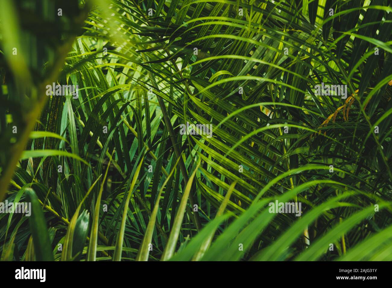 palm tree  leaves inside tropical garden or jungle Stock Photo
