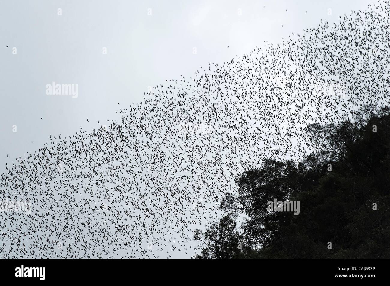 Millions of bats swarming out from the Deer Cave to head to their feeding grounds, Gunung Mulu National Park, Sarawak, Borneo, Malaysia Stock Photo