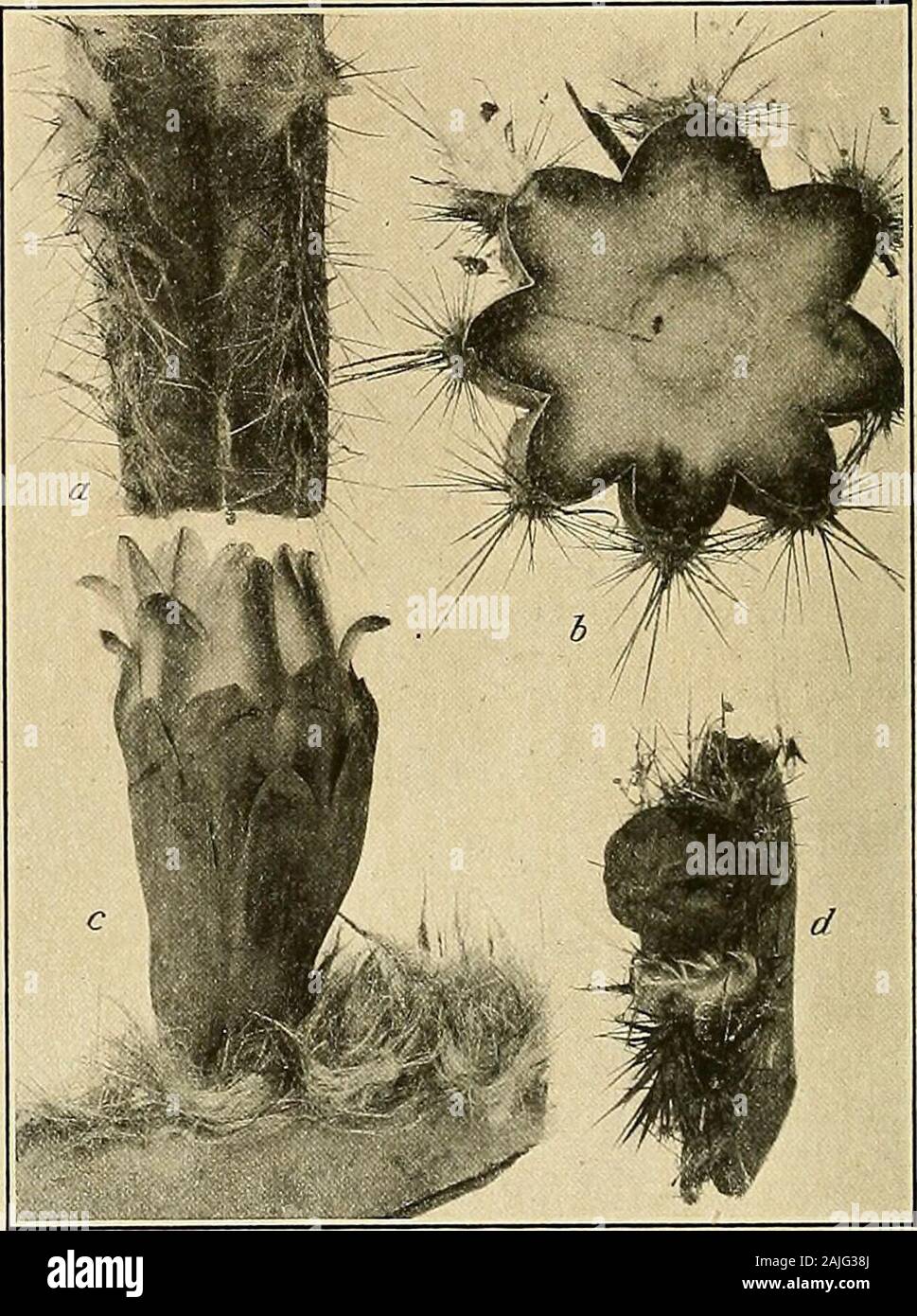 The Cactaceae : descriptions and illustrations of plants of the cactus family . ellow whenyoung, numerous, unequal, the longest 3 cm. long; flowers 6 to 8 cm. long, 6 cm. broad when fullyopen, with a broad throat, opening in the evening, odorless; flower-tube short, about 1 cm. long, withbroad scales near its top, these green with brownish margins; perianth-segments numerous, broad,short, white, stiff; anthers dehiscing soon after the flowers open; filaments short, the lower onesmuch longer than the upper one but all included, attached all over the throat; style stout, soonexserted, at first r Stock Photo