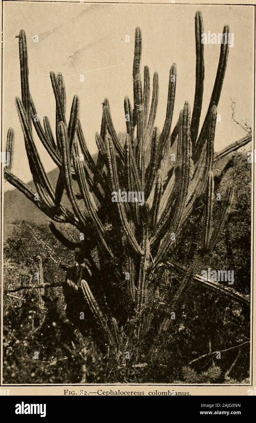 The Cactaceae : descriptions and illustrations of plants of the cactus family . ; flow-ers light purple to purplish green;perianth-segments fleshy, usuallyrounded at apex; ovary nearlynaked; fruit not known. Type locality: Sierra del Alo,Mexico. Distribution: Western Mex-ico. The type of the species wascollected by Leon Diguet andis preserved in the Museum ofParis, where it was studied byDr. Rose in 1912. To this spe-cies we would refer specimenscollected in Jalisco, Mexico, in1892, by M. E- Jones. Illustration: Bull. Soc. Ac-clim. France 52: f. 16, as Piloce-reus alensis. 43 Cephalocereus col Stock Photo
