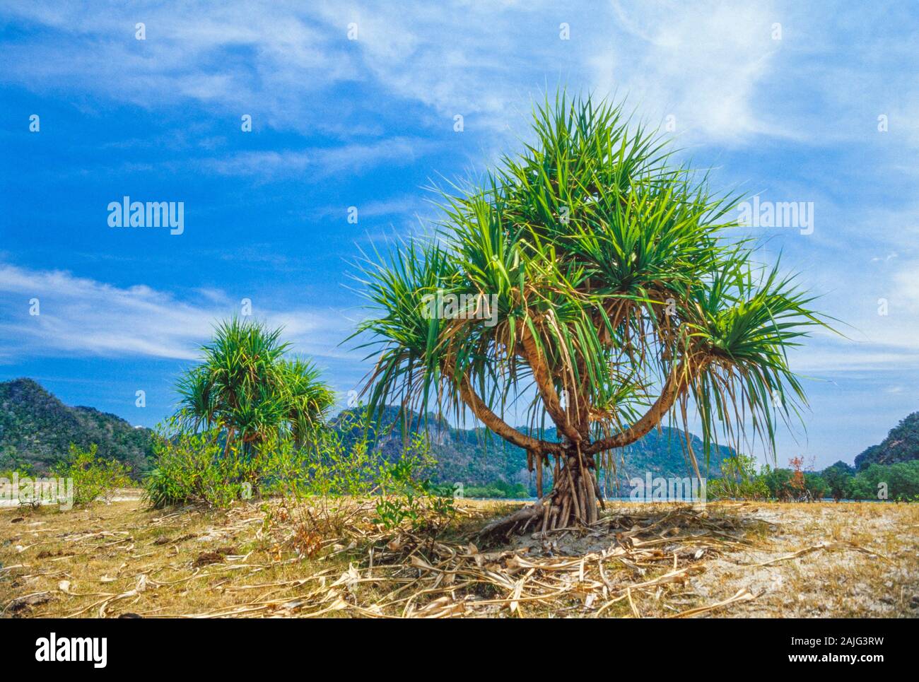 Langkawi Island (Pulau Langkawi) Malaysia, scrubland landscape, arrid habitat, bright sun Stock Photo
