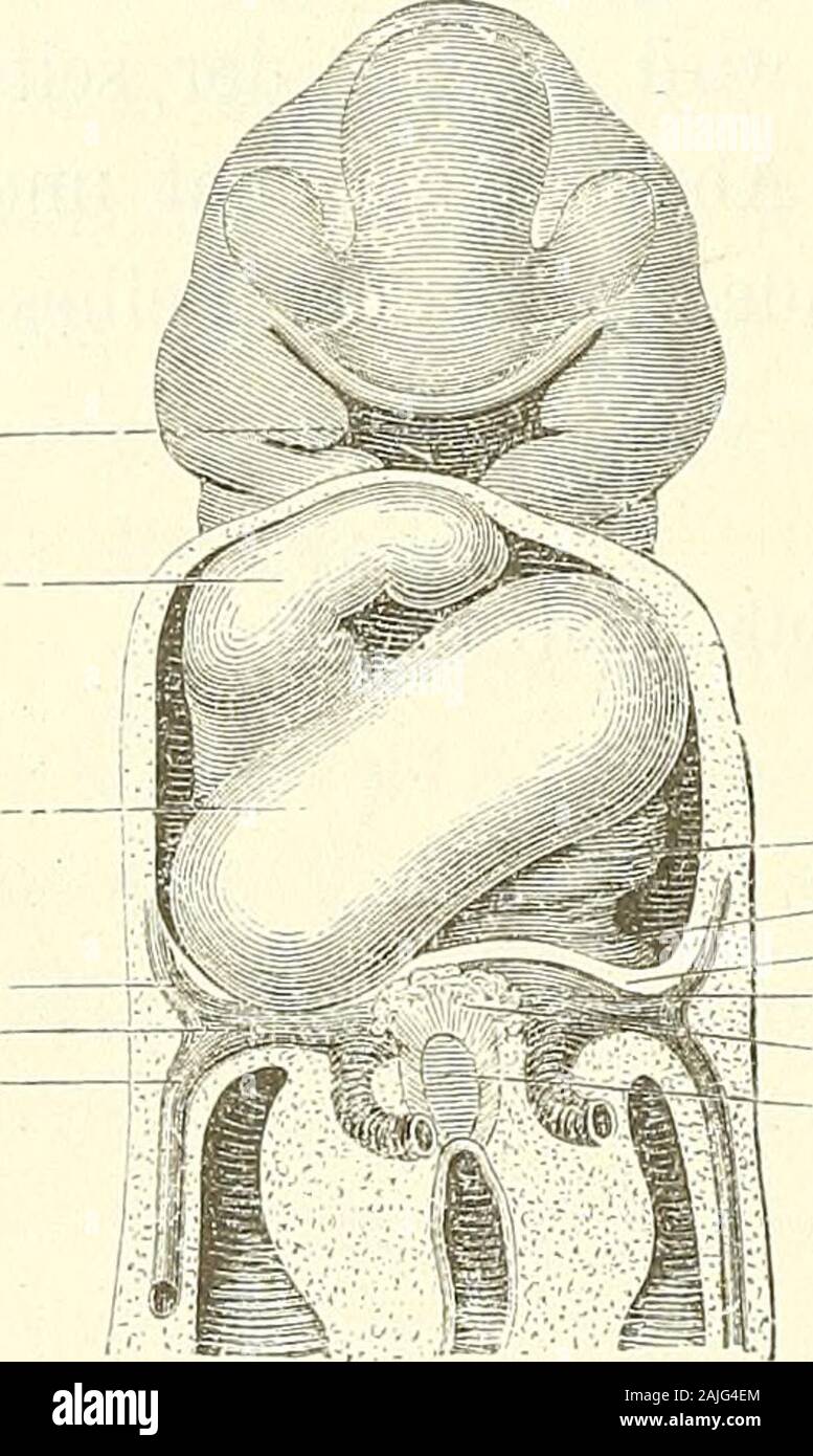 Anatomie menschlicher Embryonen . hneidet nämlich das oberste Binnenpaarjederseits zwischen Oberkiefer und Stirn-wulst ein, als sogenannte Augennasen-rinne; das zweite Paar dagegen, zwi-schen Ober- und Unterkiefer, bezeichnetden Ort der späteren Mundwinkel, diefünfte, unpaare Einne trennt die beidenUnterkieferhälften von einander. Das Gebiet der definitiven Mundspalteist weit niedriger, als das der primitivenOefihung. Es entspricht annähernd einerBogenlinie, die von dem einen Mund-winkel quer zum anderen herüber geführtwird. Ueber dieser Linie liegt am primi-tiven Mundloch ein viereckiger, dar Stock Photo