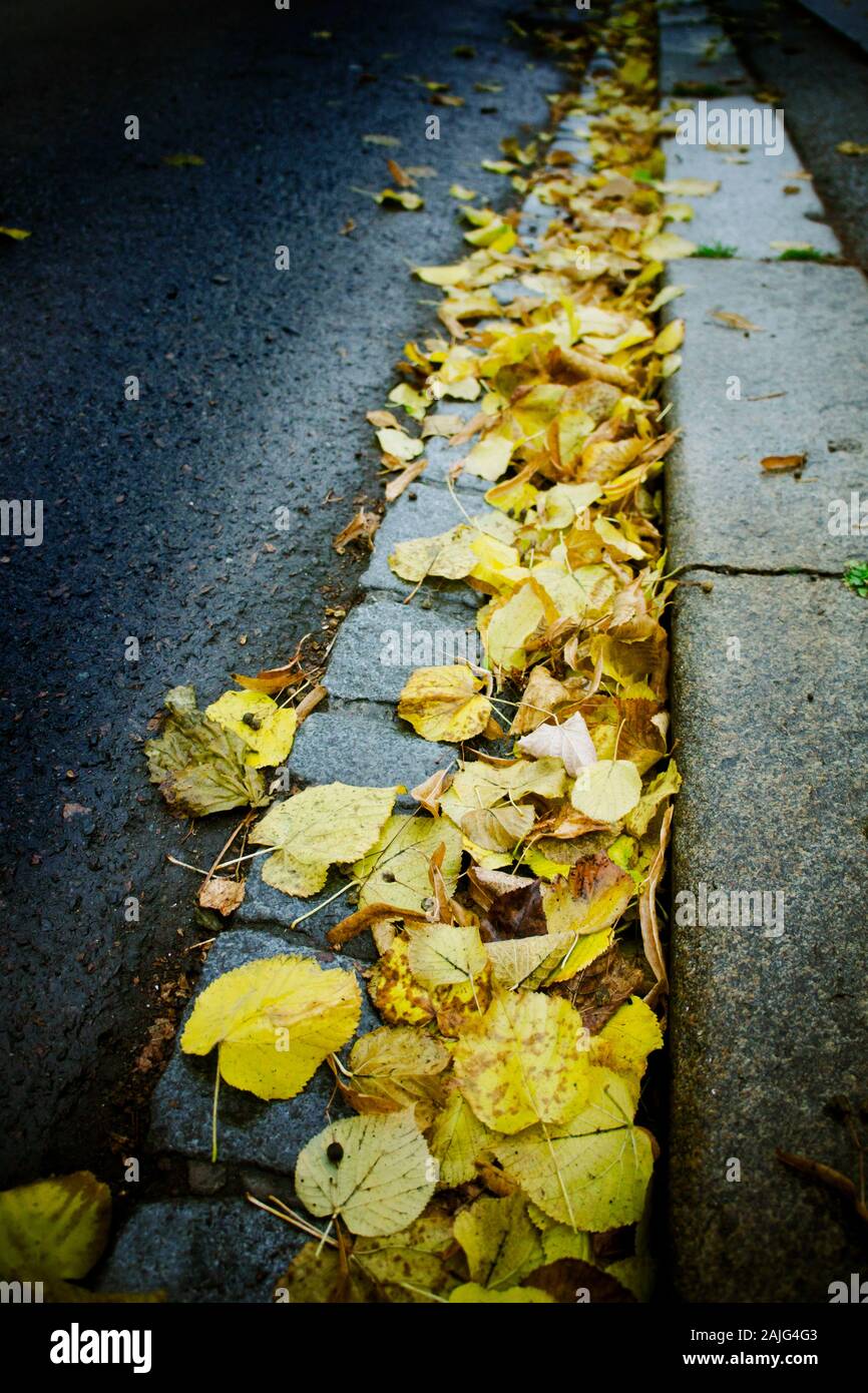autumn leaves fallen on the side of the road Stock Photo - Alamy