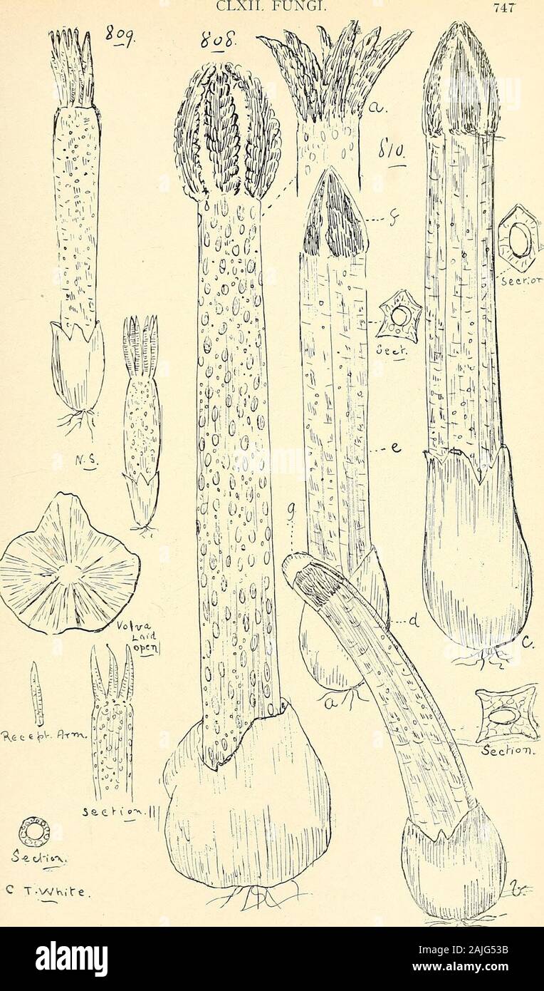 Comprehensive catalogue of Queensland plants, both indigenous and naturalised To which are added, where known, the aboriginal and other vernacular names; with numerous illustrations, and copious notes on the properties, features, &c., of the plants . Ithyphallus, Fries.—Dead-mens-fingers. novse-hollandiae (Corcla), Ed. Fischer in Sacc. Syll. Fung. viL10 = Phallus nozcv-hollandicc, Corcla. aurantiaca, Mont. quadricolor, B. et Br. (Fig. 810 bis.) calyptratus, Berk. operculatus, Bail. (Fig. 811.) impudicus, Fries. atrominiatus, Bail. (Fig. 812.)Clathrus, Mich.—Net Fungus. triscapus, Fur p. (Fig. Stock Photo