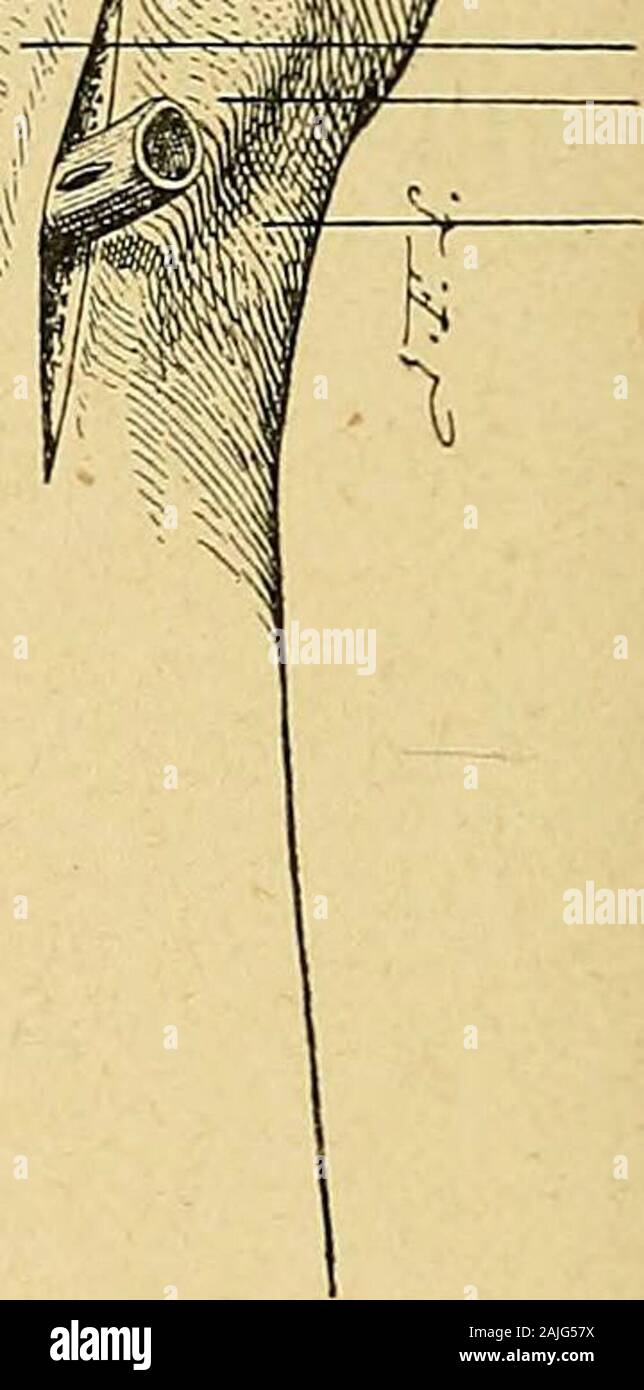 Rasant Stock Photos Rasant Stock Images Alamy