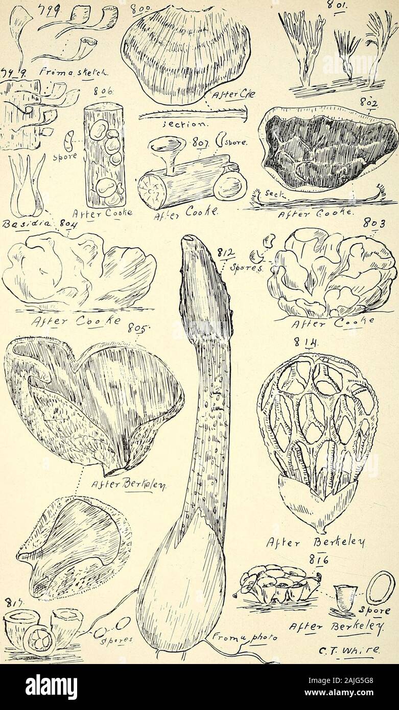 Comprehensive catalogue of Queensland plants, both indigenous and naturalised To which are added, where known, the aboriginal and other vernacular names; with numerous illustrations, and copious notes on the properties, features, &c., of the plants . longipes, Cke. et Mass.—Tobacco-pipe Fungus; on the bark of trees. (Fig. 799.)Schneideri, Broome.capula, Fries. villosa, Fers.—On dead stumps of Castor-oil plants.Cora, Fries. aeruginosa, Nees. — Dichoncina (Dictyonema) ceruginosum,Nees. (Fig. 800.) Family V.—Clavariei.Clavaria, Linn. flava, Schcejf.—Edible Yellow Fairy Club. botrytis, Fers.—Edibl Stock Photo