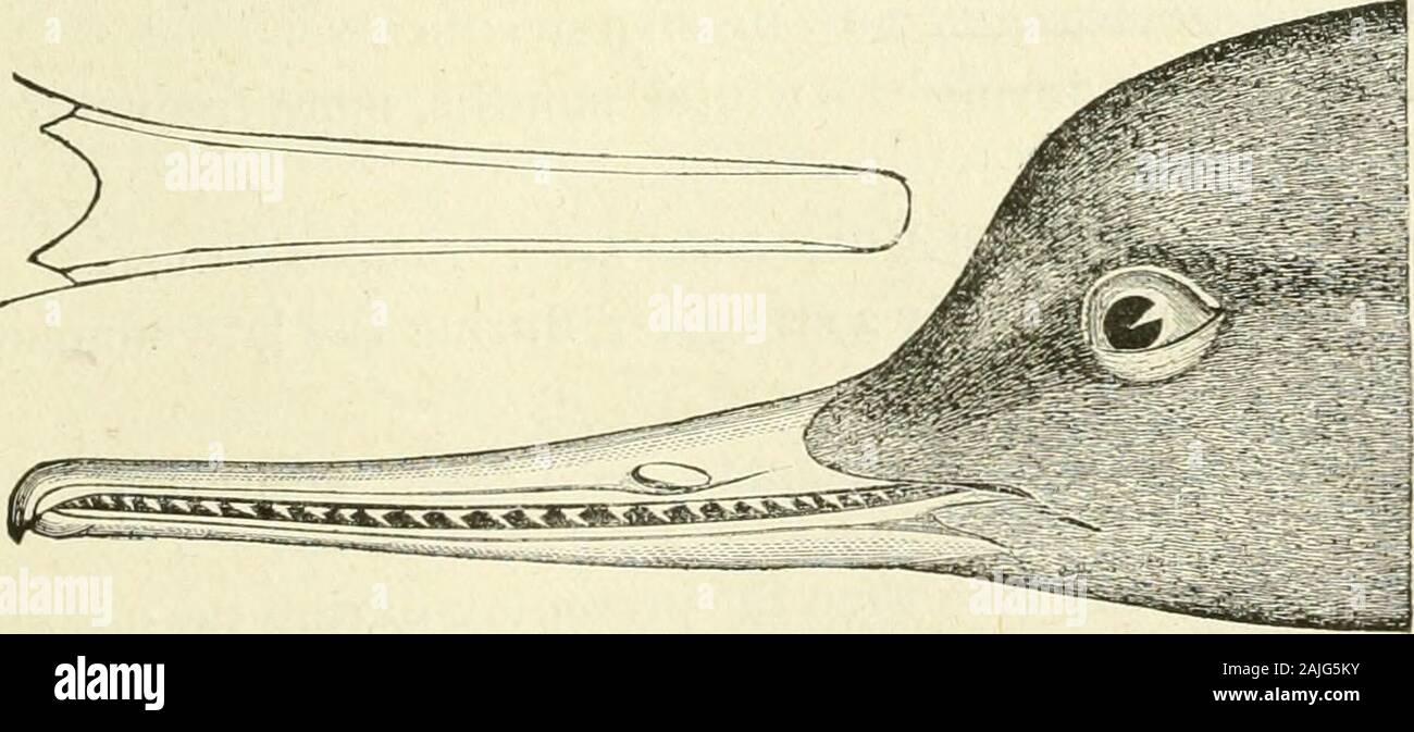 Bulletin - United States National Museum . Fig. 96.—Head of young male Snrf Scoter, nat. size. Bridge, October 14,1882. We have also inspected amounted specimenof Harclda glacialis shot on the Potomac, near the city. [728, 737, 738, 739] 227. (206.) Erismatura rubida ( Wils.) Bp. Ruddy Duck. An abundant winter resident. Frequently exposed for sale in themarket, though little esteemed for the table. [741J 22§. (207.) Mergus merganser L inn. (If. americanus of the original edition.) Goos-ander: Fish Duck. Winter resident; rare. [743] 229. (208.) Mergus serrator Linn. Red-breasted Merganser; Fish Stock Photo