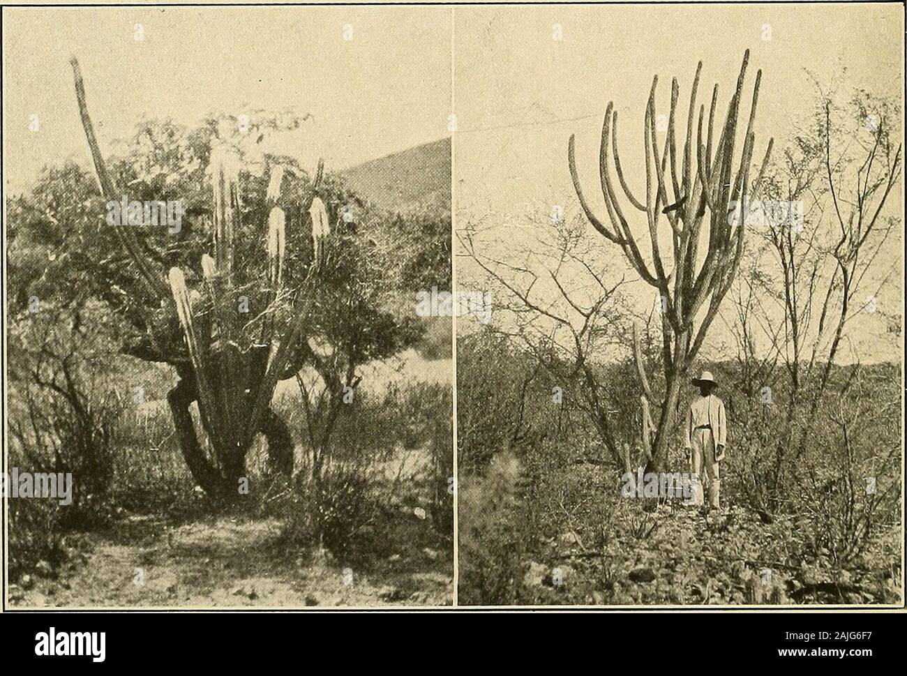 The Cactaceae : descriptions and illustrations of plants of the cactus family . the flesh red; seeds black. Type locality: Near Tehuacan, Mexico. Distribution: Puebla and Oaxaca, Mexico. Illustration: MacDougal, Bot. N. Amer. Des. pi. 17, in part, as Pilocereus chrysacanthus;Mollers Deutsche Gart. Zeit. 29: 356. f. 12. Plate vii, figure 2, is from a photograph taken by Dr. MacDougal near Esperanza,Mexico, in 1906. 31. Cephalocereus maxonii Rose, Contr. U. S. Nat. Herb. 12: 417. 1909. Cereus maxonii Vaupel, Monatsschr. Kakteenk. 23: 23. 1913.Plant 2 to 3 meters high, with few long branches, ere Stock Photo